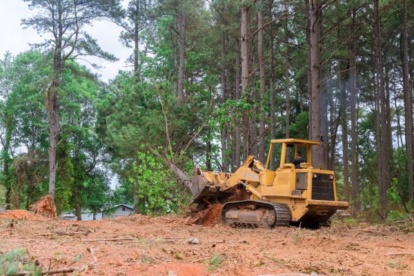 Forestry Clearing in Tacoma