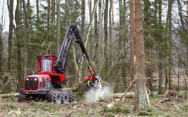 Forest Clearance Service in Tacoma
