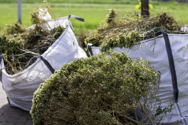Bushes Clearing in Tacoma