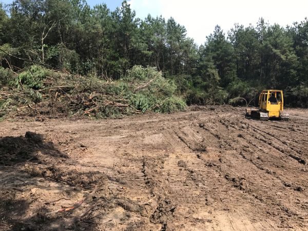 Thicket Clearing in Tacoma