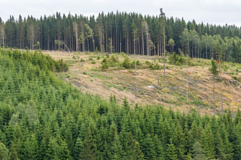 Forestry Clearing detail