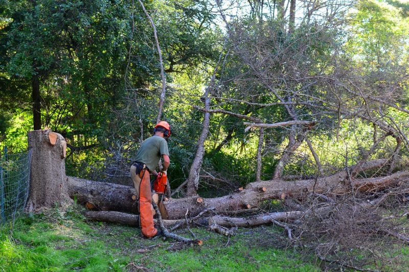 Tree Removal Services